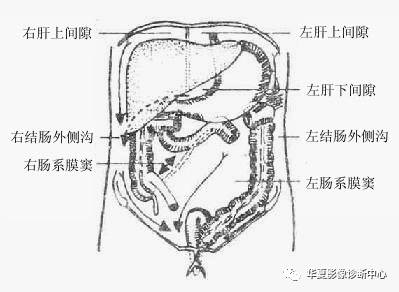 腹膜和腹膜腔的解剖 腹膜和腹膜腔的解剖