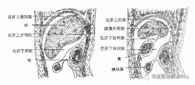 腹膜和腹膜腔的解剖 腹膜和腹膜腔的解剖