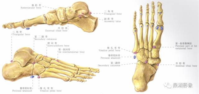 跗骨、副骨、籽骨?可能你真的混淆了 跗骨、副骨、籽骨?可能你真的混淆了