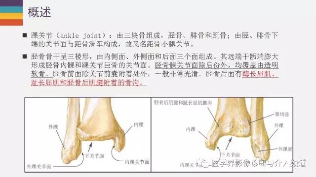 【PPT】踝关节解剖及正常MR表现