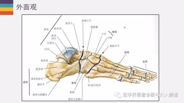 【PPT】踝关节解剖及正常MR表现