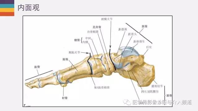 【PPT】踝关节解剖及正常MR表现