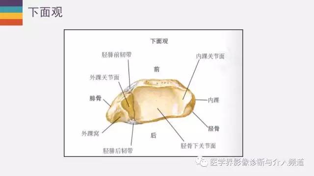 【PPT】踝关节解剖及正常MR表现