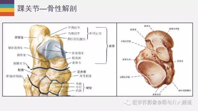 【PPT】踝关节解剖及正常MR表现