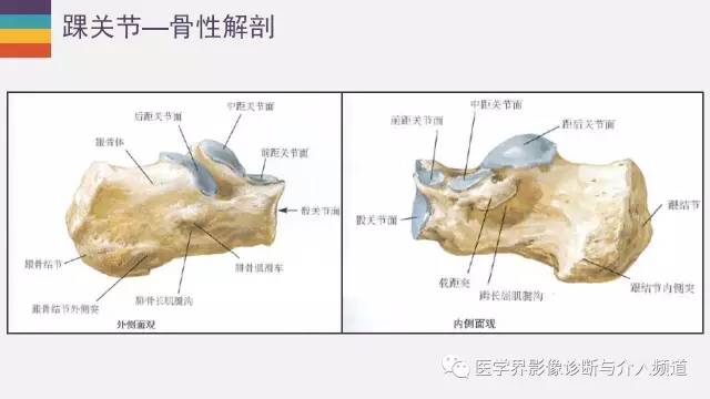 【PPT】踝关节解剖及正常MR表现