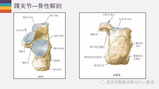 【PPT】踝关节解剖及正常MR表现