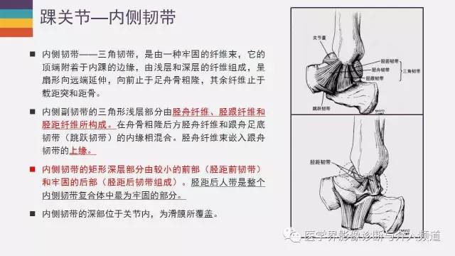 【PPT】踝关节解剖及正常MR表现