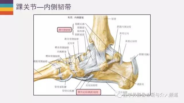 【PPT】踝关节解剖及正常MR表现