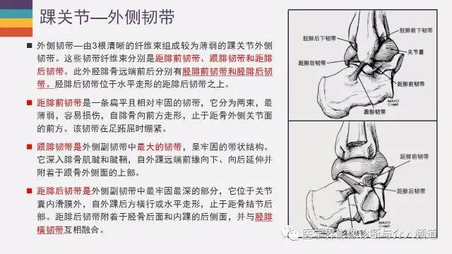 【PPT】踝关节解剖及正常MR表现