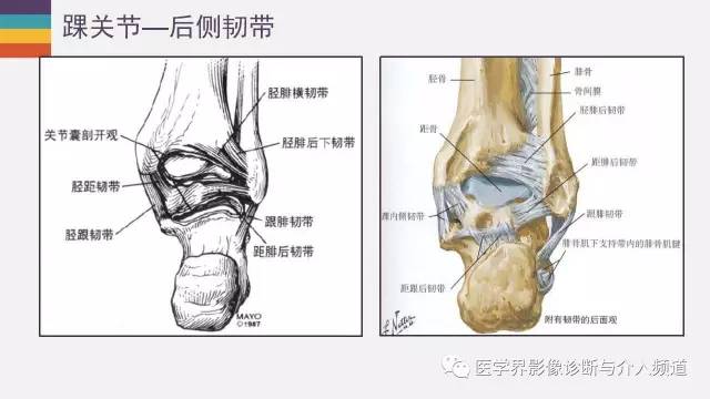 【PPT】踝关节解剖及正常MR表现