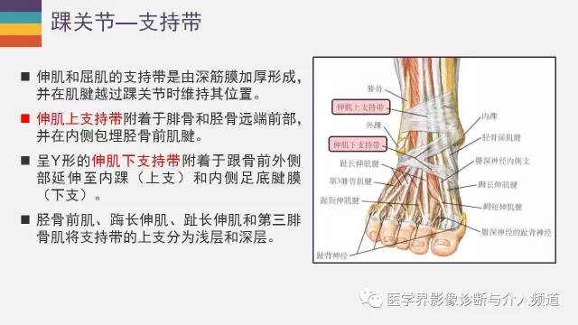 【PPT】踝关节解剖及正常MR表现