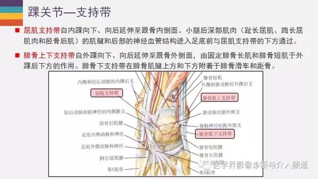 【PPT】踝关节解剖及正常MR表现