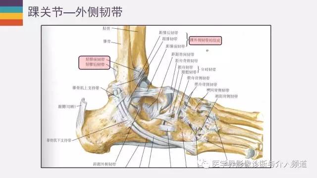 【PPT】踝关节解剖及正常MR表现