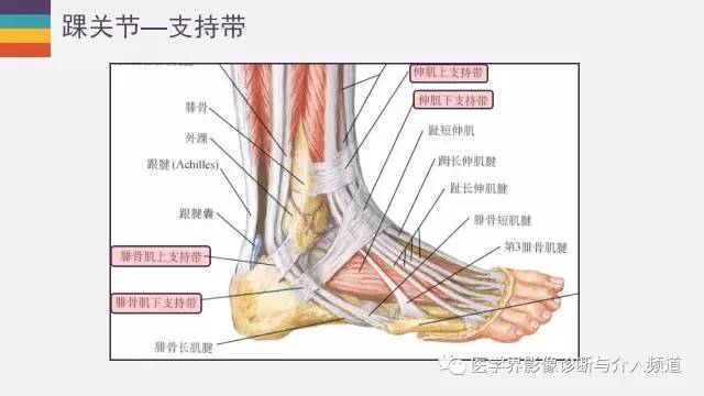 【PPT】踝关节解剖及正常MR表现