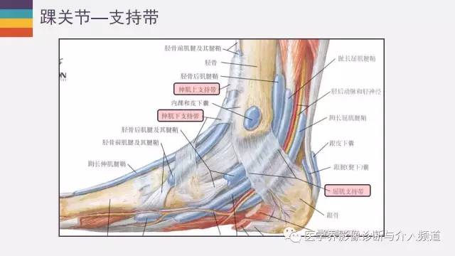 【PPT】踝关节解剖及正常MR表现