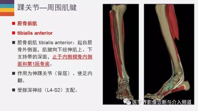 【PPT】踝关节解剖及正常MR表现
