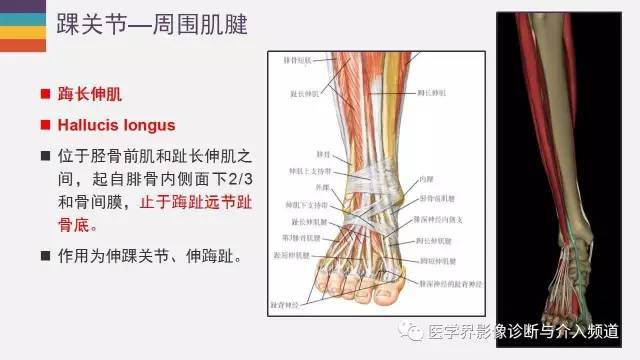 【PPT】踝关节解剖及正常MR表现
