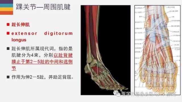 【PPT】踝关节解剖及正常MR表现