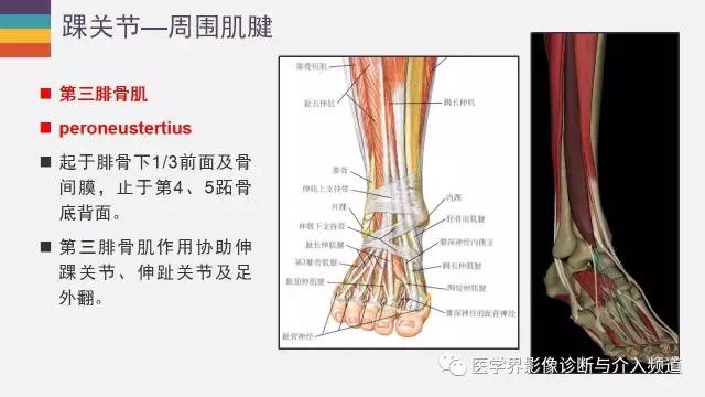 【PPT】踝关节解剖及正常MR表现