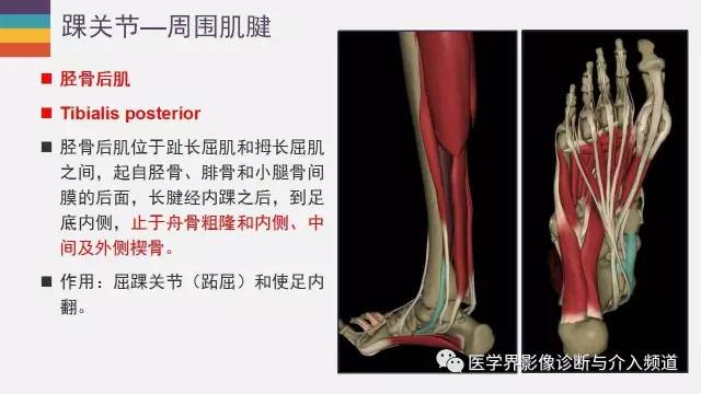 【PPT】踝关节解剖及正常MR表现