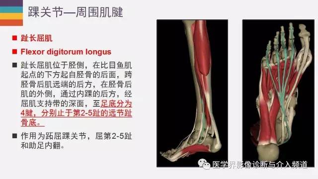 【PPT】踝关节解剖及正常MR表现