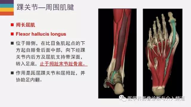 【PPT】踝关节解剖及正常MR表现