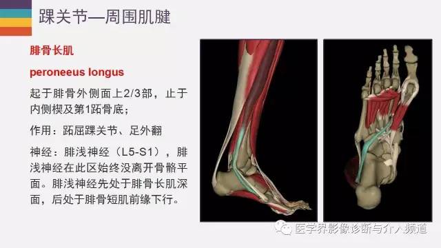 【PPT】踝关节解剖及正常MR表现