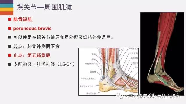 【PPT】踝关节解剖及正常MR表现