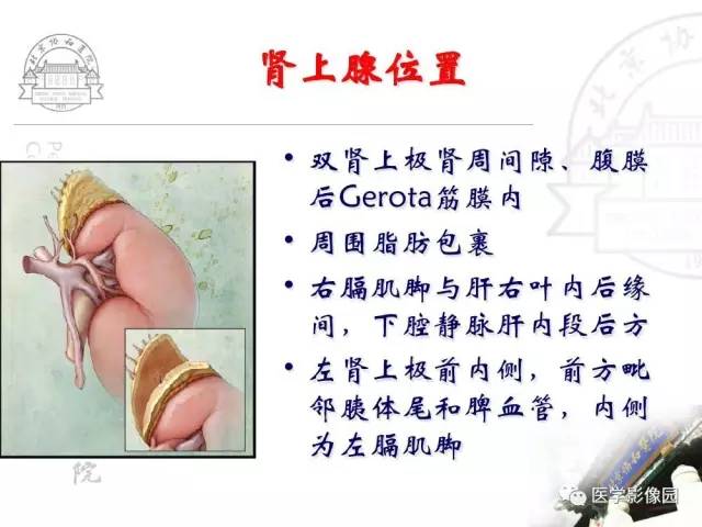 【PPT】肾上腺占位性疾病的影像学诊断