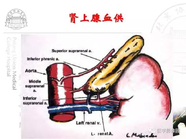 【PPT】肾上腺占位性疾病的影像学诊断