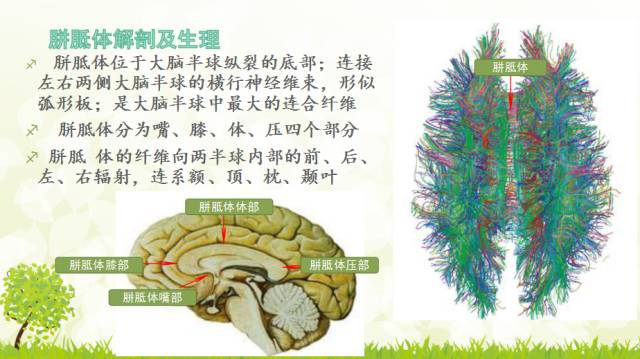 【PPT】胼胝体影像学
