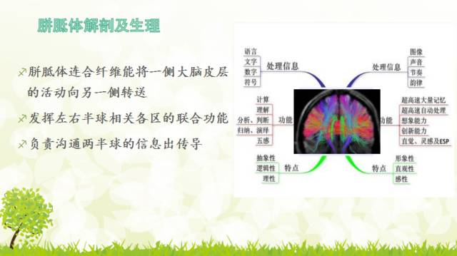 【PPT】胼胝体影像学