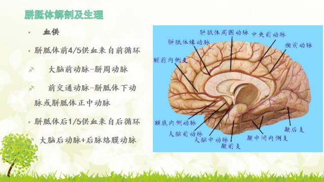 【PPT】胼胝体影像学