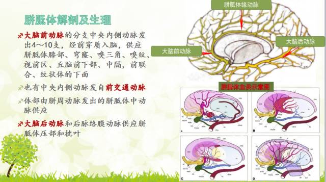 【PPT】胼胝体影像学