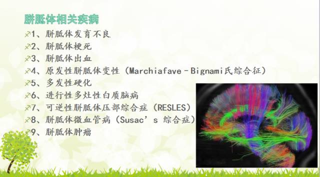 【PPT】胼胝体影像学