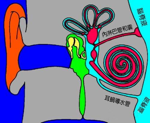 你听都没有听过的——内淋巴囊瘤 你听都没有听过的——内淋巴囊瘤