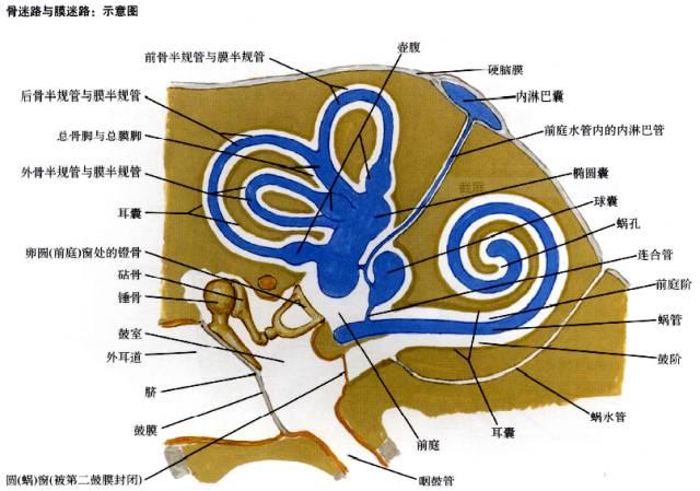 你听都没有听过的——内淋巴囊瘤 你听都没有听过的——内淋巴囊瘤