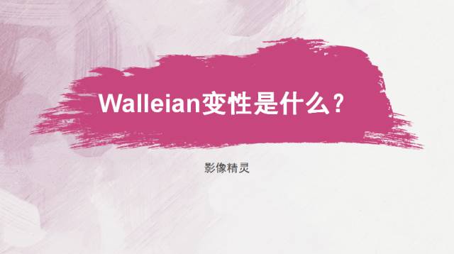 【PPT】Wallerian变性是什么？