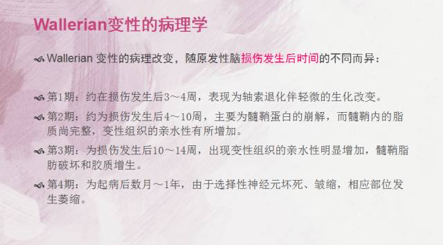 【PPT】Wallerian变性是什么？