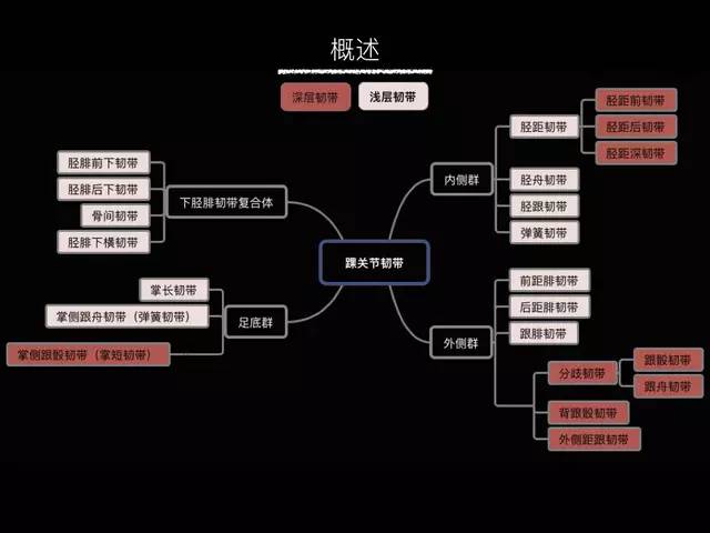 【病例】踝关节韧带解剖学