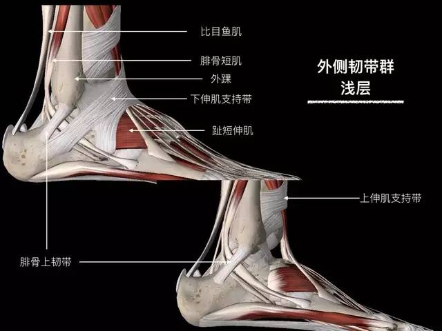 【病例】踝关节韧带解剖学
