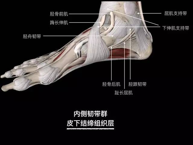 【病例】踝关节韧带解剖学