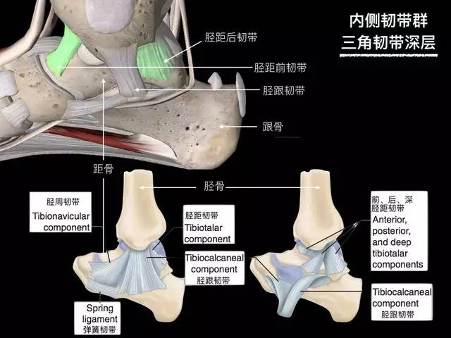 【病例】踝关节韧带解剖学