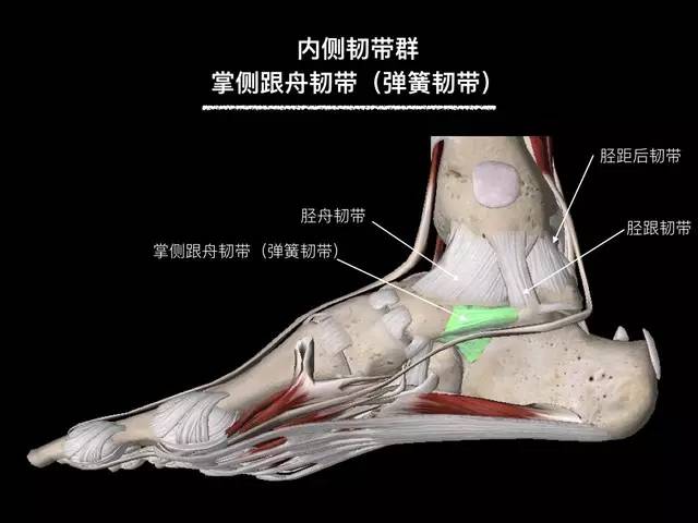 【病例】踝关节韧带解剖学