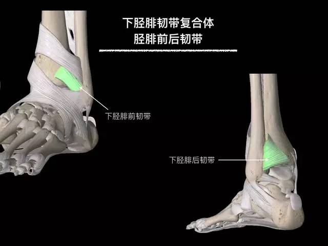 【病例】踝关节韧带解剖学
