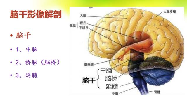 【PPT】脑干影像解剖及诊断