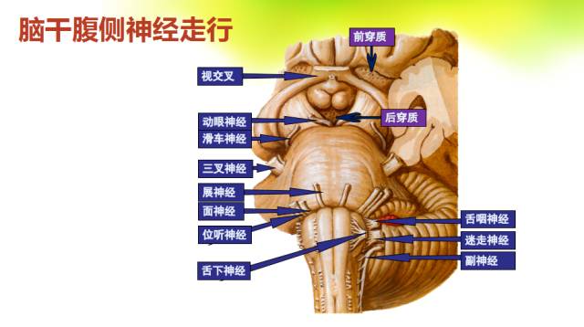 【PPT】脑干影像解剖及诊断