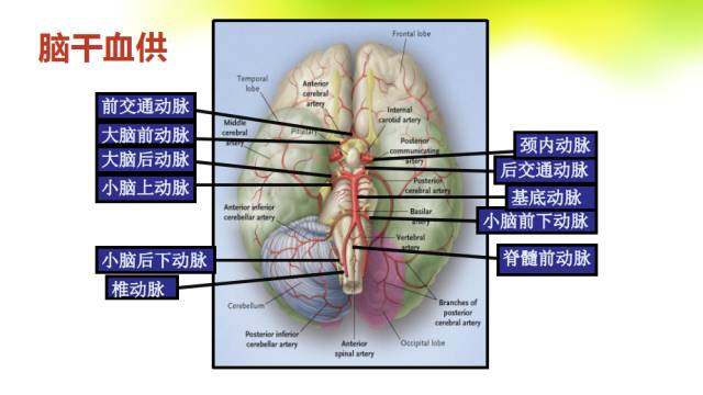 【PPT】脑干影像解剖及诊断