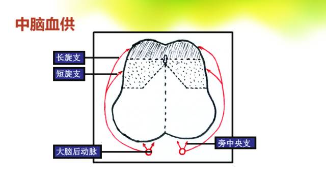 【PPT】脑干影像解剖及诊断