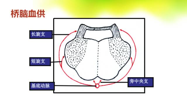 【PPT】脑干影像解剖及诊断